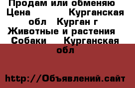 Продам или обменяю › Цена ­ 3 000 - Курганская обл., Курган г. Животные и растения » Собаки   . Курганская обл.